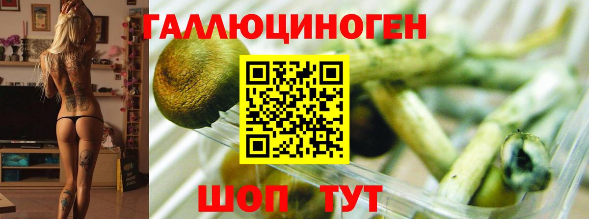 Галлюциногенные грибы Psilocybine cubensis  как найти   Вход с VPN  Холмск  Псилоцибиновые грибы MAGIC MUSHROOMS 
